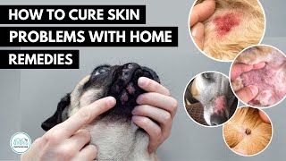 How To treat 5 Skin infection in dogs 🐕 with home remedies [upl. by Boarer277]