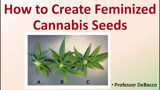 How to Create Feminized Cannabis Seeds [upl. by Egdamlat491]