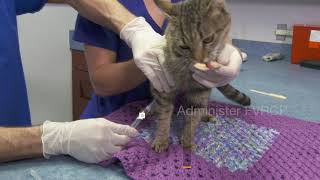 ASPCA Feline Subcutaneous Vaccination HowTo [upl. by Hairakcaz451]