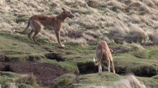 Working Lurchers The calm before the storm [upl. by Aridatha]