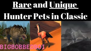 Rare and Unique Hunter Pets in WoW Classic [upl. by Enila757]