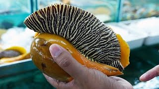 GIANT SEAFOOD  MONSTER SEA SNAIL Thailand Street Food [upl. by Apul39]