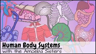 Human Body Systems Functions Overview The 11 Champions Older Video 2016 [upl. by Weinert211]