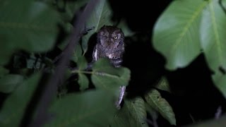 Il canto dellAssiolo Otus Scops  Scops Owl Sound [upl. by Haya958]