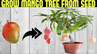 How To Grow a Mango Tree From Seed  SEED TO HARVEST [upl. by Dagney270]