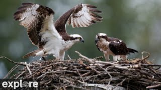 Charlo Montana Osprey Nest powered by EXPLOREorg [upl. by Ynnos]