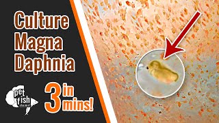 How to culture DAPHNIA MAGNA  The easy way [upl. by Eveneg]