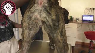 Mangoworms Dog Mangoworms Removal Compilation 2019  Dog Rescue from Maggots Part 2 [upl. by Chelton]