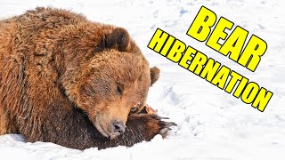 Bear Hibernation – Alaska Bear Hibernation Facts [upl. by Norraa601]