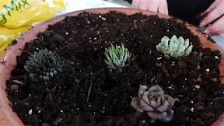 Get It Growing how to plant a sedum garden [upl. by Ybbed436]