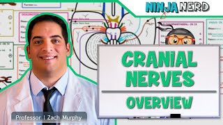 Neurology  Cranial Nerves Overview [upl. by Eserahc139]