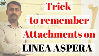 Trick to Remember Attachments on LINEA ASPERA of femur [upl. by Adiaroz464]