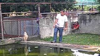 BIGGEST CROCODILE EVER NAME LAPULAPU [upl. by Naj209]