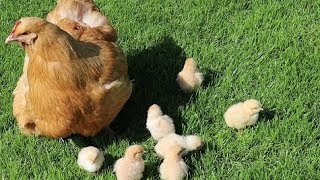 Chicken Breeding Basics for Broody Hens and Incubators [upl. by Beret]