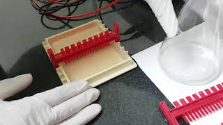 Agarose Gel electrophoresis [upl. by Aekerly]