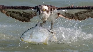 Insane Osprey Bird In Flight Photography with Nikon D850 D500 amp Sony A9 [upl. by Arella632]