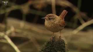 Winter Wren [upl. by Kingsly]