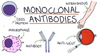 How do monoclonal antibodies work Rituximab infliximab adalimumab and others [upl. by Helga]