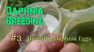 Daphnia Culture made simple and easy 3  Hatching Daphnia eggs [upl. by Foulk]