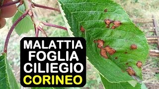 MALATTIA FOGLIA CILIEGIO CORINEO [upl. by Bucky]