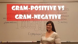 Gram Positive and Gram Negative Bacteria [upl. by Neemsay]