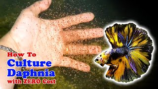 How to Culture Daphnia with ZERO Cost  Unlimited Live Food For Our Fish [upl. by Dasi]