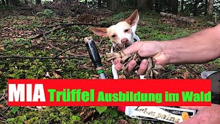 Trüffel Hund meine Ausbildung [upl. by Nahpos]