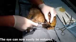 Proptosis repair in a dog [upl. by Candice504]