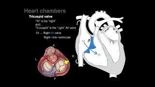 Overview of Heart Anatomy Tutorial [upl. by Enylhsa]