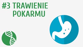 Trawienie pokarmu 3  Odżywianie [upl. by Perot]