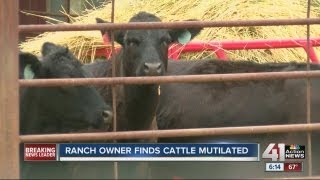 Rancher mystified by cattle mutilations [upl. by Eanram]