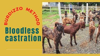 Bloodless castration Burdizzo method [upl. by Ahsier]