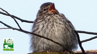 Chipping sparrow call  sounds  Juvenile Fledgling Baby [upl. by Hessler297]