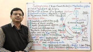 Diabetes Mellitus Part10 Mechanism of Action of Sulfonylurease  Antidiabetic Drugs  Diabetes [upl. by Fawne]