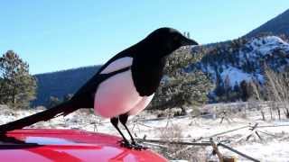 BlackBilled Magpie Rocky Mountain NP in HD [upl. by Meriel]