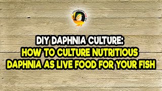 DIY Daphnia Culture How to Culture Nutritious Daphnia as Live Food for Your Fish [upl. by Nalhsa457]