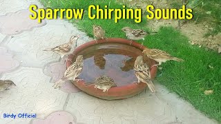 Sparrows Chirping Sound  House Sparrow Call Birds Video [upl. by Nyladnewg]