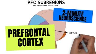 2Minute Neuroscience Prefrontal Cortex [upl. by Calley784]