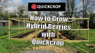 How to Grow Hybrid Berries with Quickcrop [upl. by Boleyn315]