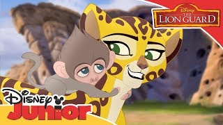 The Lion Guard  Fuli Saves Baby Baboon  Official Disney Channel Africa [upl. by Irodim]