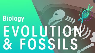 Fossils amp Evidence For Evolution  Evolution  Biology  FuseSchool [upl. by Hazel561]