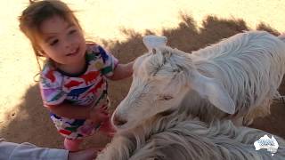 Dubbo Zoo [upl. by Lindahl816]