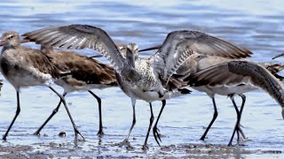 Asian Dowitcher [upl. by Laefar535]