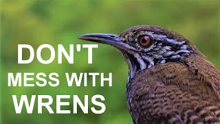 Wrens are the best parents Facts about these birds nests [upl. by Perice]