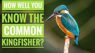 Common Kingfisher  Description Characteristics and Facts [upl. by Alston515]