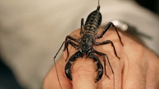 6 Vinegarroon Scorpion Facts amp Care Tips  Pet Tarantulas [upl. by Cimbura816]