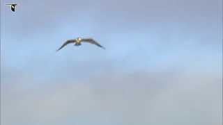 Osprey flying [upl. by Spike]