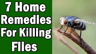 7 Home Remedies For Killing House Flies [upl. by Gide]