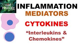 INFLAMMATION Part 6 Chemical Mediators CYTOKINES Interleukins amp Chemokines [upl. by Nelloc]