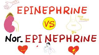 Epinephrine vs NorEpinephrine [upl. by Meil]